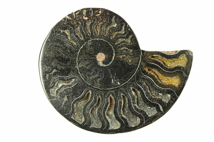 Cut & Polished Ammonite Fossil (Half) - Unusual Black Color #281264
